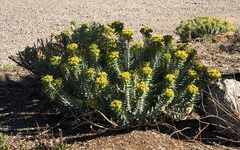 Myrsiniteae