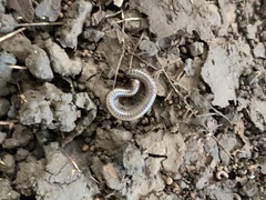 Nanostreptus geayi