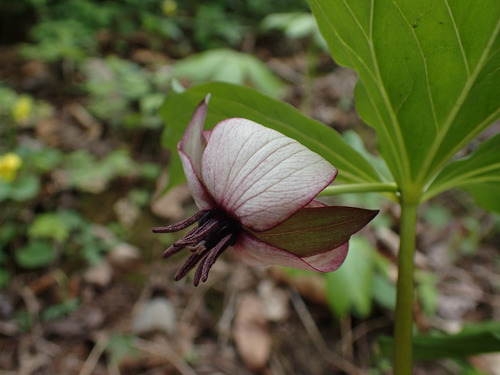Illscented wakerobin (Trillium rugelii)