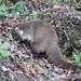 Mexican Coati - Photo (c) Maria G. Price, some rights reserved (CC BY-NC), uploaded by Maria G. Price