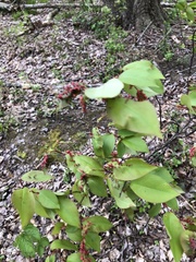 Eriophyes cerasicrumena