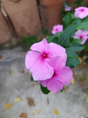 Catharanthus roseus