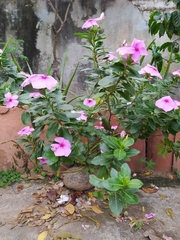 Catharanthus roseus