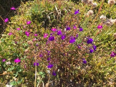 Lobelia erinus