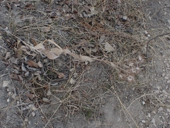 Solidago rigida humilis
