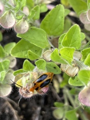 Phyllobrotica sororia