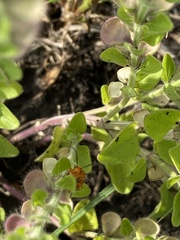Phyllobrotica sororia