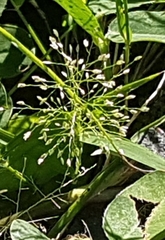 Angiospermae