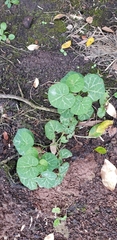 Aristolochia fimbriata