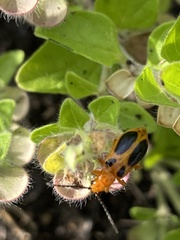 Phyllobrotica sororia