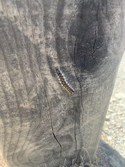 Malacosoma constricta