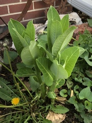 Asclepias syriaca