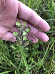 Scutellaria integrifolia