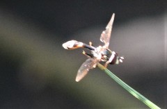 Dioprosopa clavata