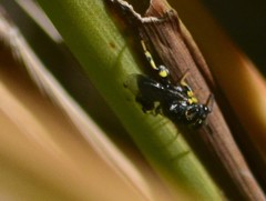 Brachymeria