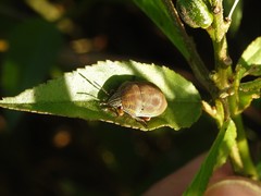 Orsilochides leucoptera