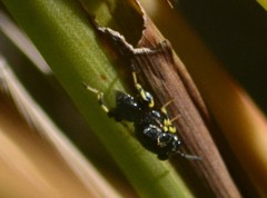Brachymeria