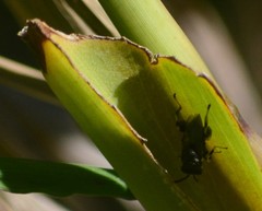 Brachymeria