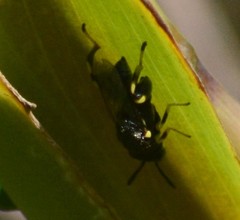 Brachymeria