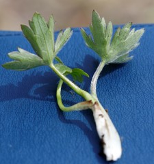 Ranunculus propinquus