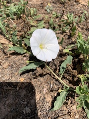 Calystegia longipes