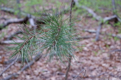 Chionaspis pinifoliae