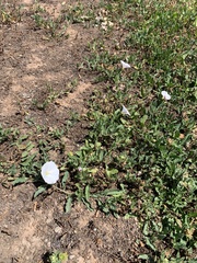 Calystegia longipes