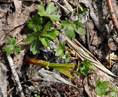 Ranunculus propinquus