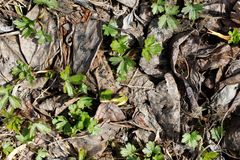 Ranunculus propinquus