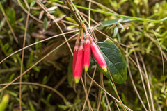 Siphonandra elliptica