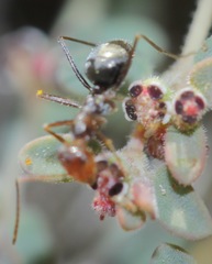 Endiodioctes
