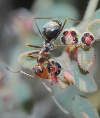 Endiodioctes