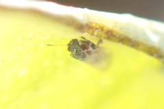 Ctenarytaina eucalypti