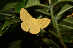 Astraeodes areuta