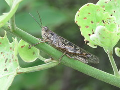 Schistocerca literosa
