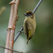 Olivaceous Piculet - Photo (c) Steven Easley, some rights reserved (CC BY-NC)