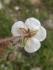 Helianthemum asperum