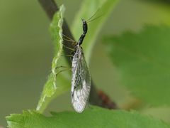 Dichrostigma flavipes