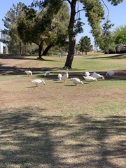 Anser anser domesticus