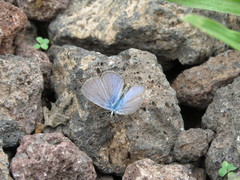 Hemiargus ramon