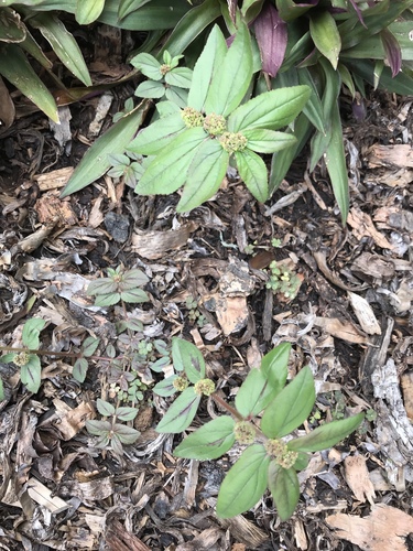 Euphorbia hirta: Herkunft und Verwendung — Foto 1