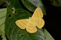 Astraeodes areuta