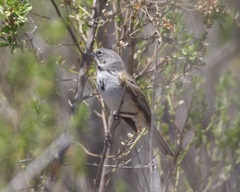 Artemisiospiza belli clementeae