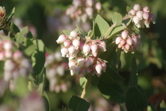 Arctostaphylos auriculata