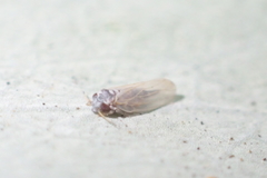 Ctenarytaina eucalypti