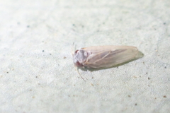 Ctenarytaina eucalypti