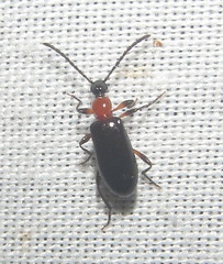 Lagriinae