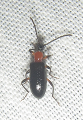 Lagriinae