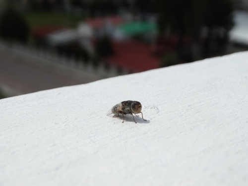 Oestridae