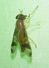 Tabanocella